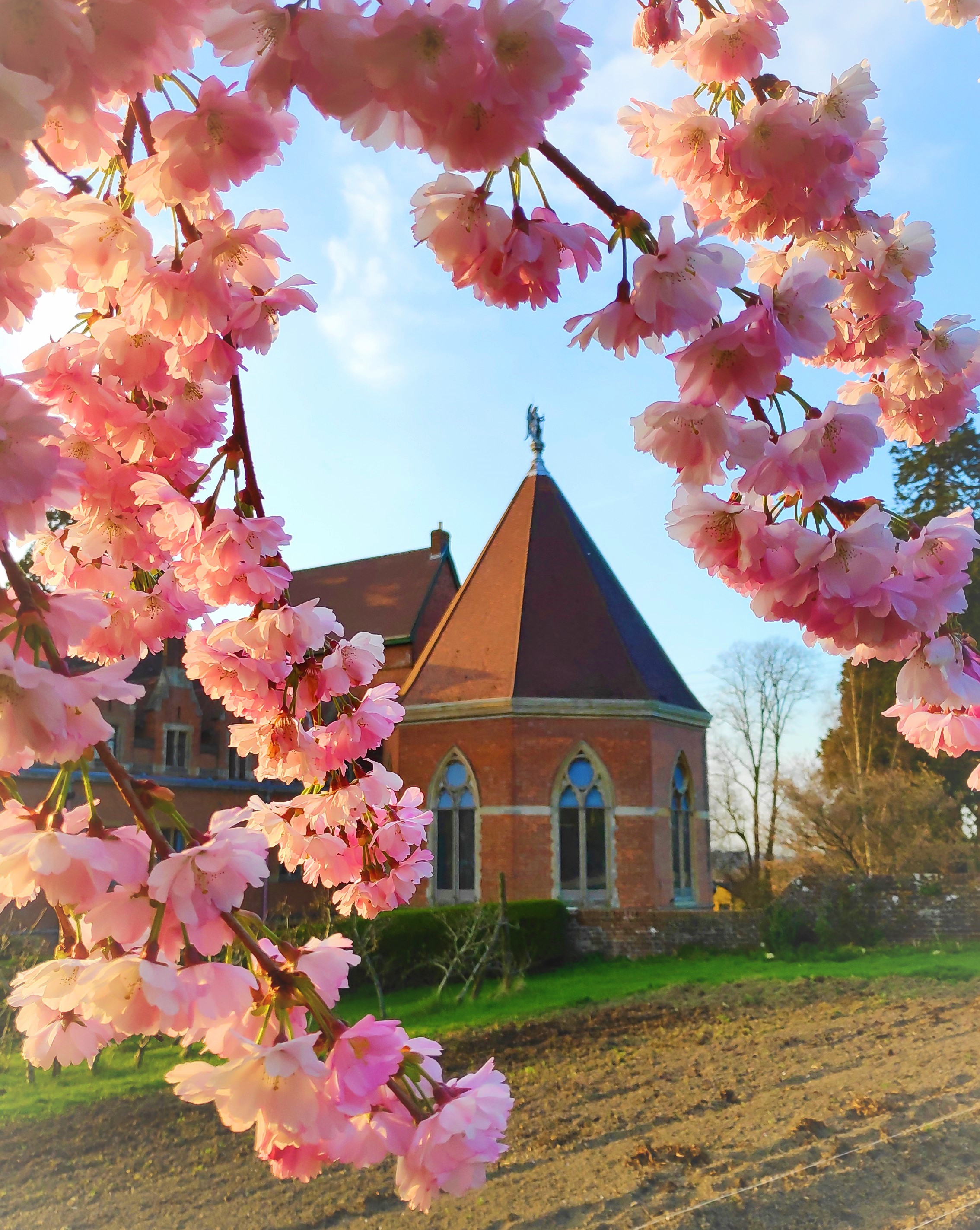 A picture of The Mount building through spring blossom