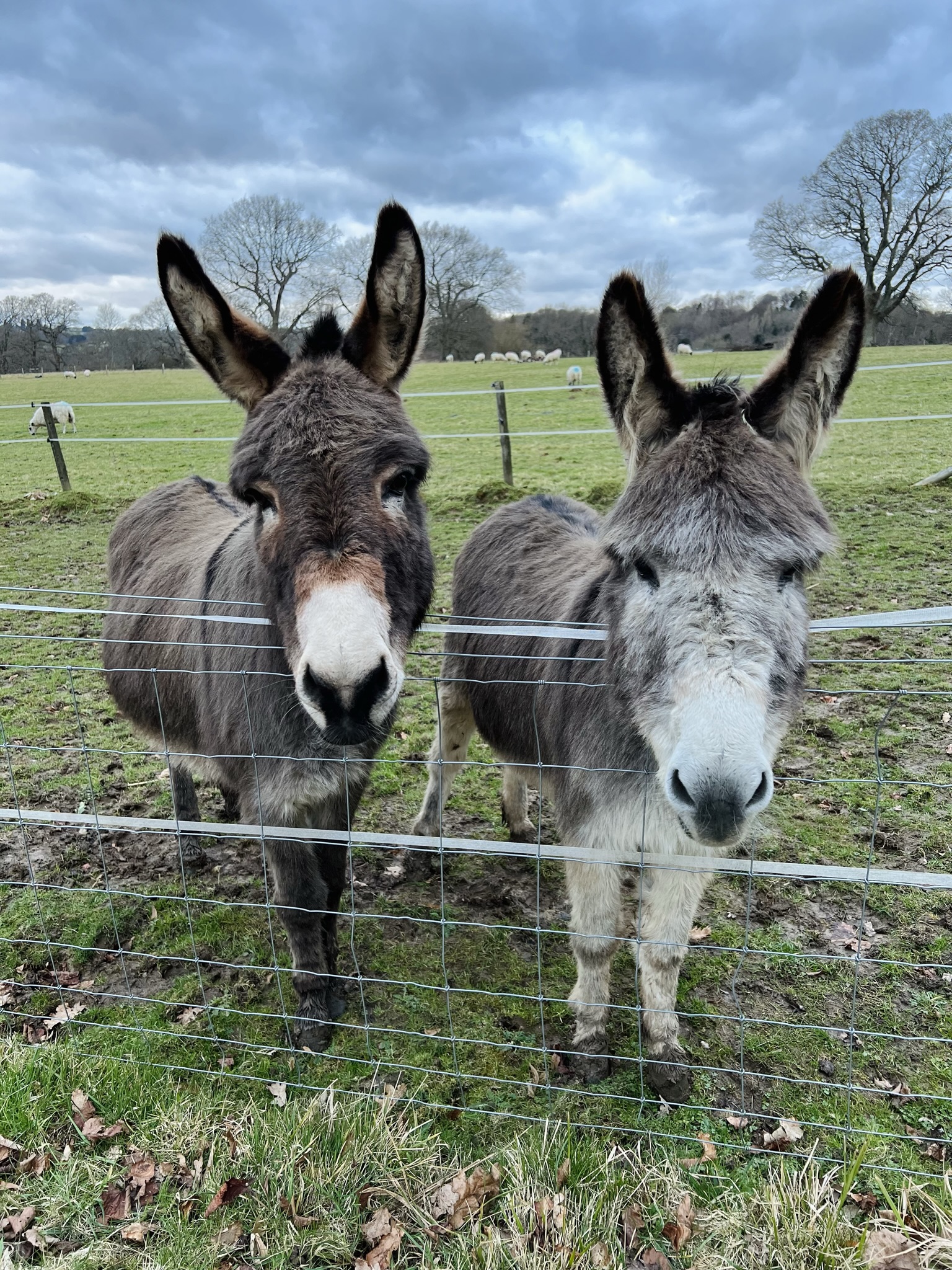 Our two donkeys Giles and Winston